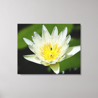 Toile Gros plan Fleur Lily d'eau blanche et abeille