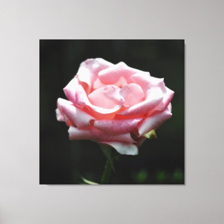 Toile Gros plan Rose