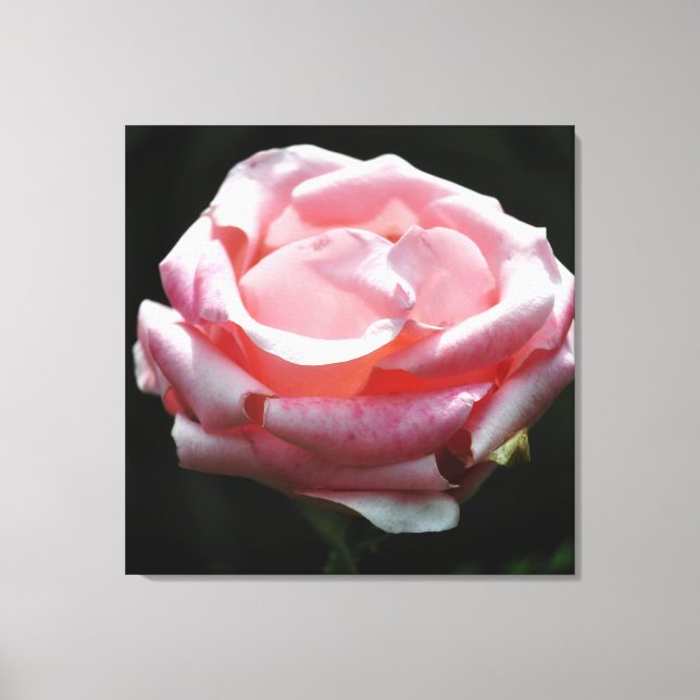Toile Gros plan rose 2 (Recto)