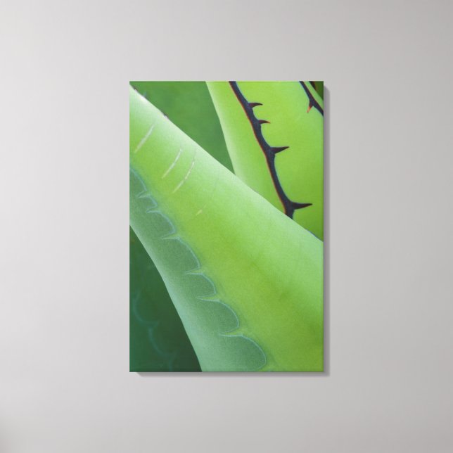 Toile Gros Plan Sur Agave (Recto)