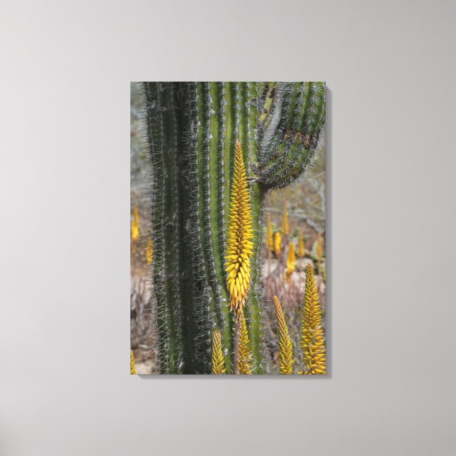 Toile Gros plan sur cactus et agave (Recto)