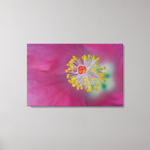 Toile Gros plan sur l'étamine de fleur d'Hibiscus, Hibis