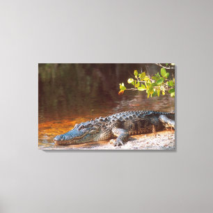 Toile Gros plan sur un alligator américain au J.N.