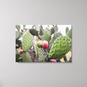 Toile Gros plan sur un cactus figuier de barbarie