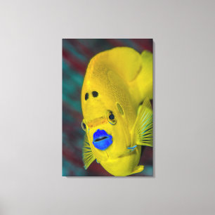 Toile Gros plan sur un poisson-ange