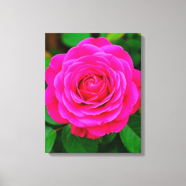 Toile Gros plan sur une rose rose vibrante (Recto)