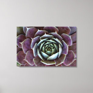 Toile Gros plan sur une succulente violette