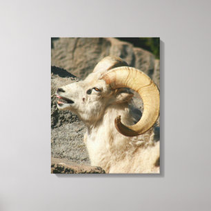 Toile Grosse corne Mouton rire