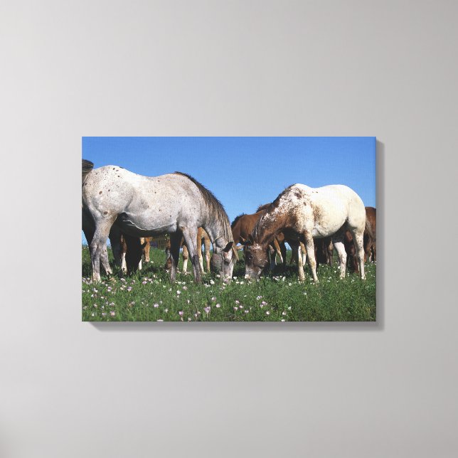 Toile Groupe d'Appaloosa Horses Grazing (Recto)
