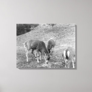 Toile Groupe de cerfs communs à la photographie de Hot