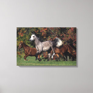 Toile Groupe de fonctionnement arabe de chevaux