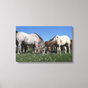 Toile Groupe de pâturage de chevaux d'Appaloosa