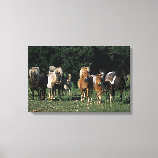 Toile Groupe de poulains miniatures (Recto)