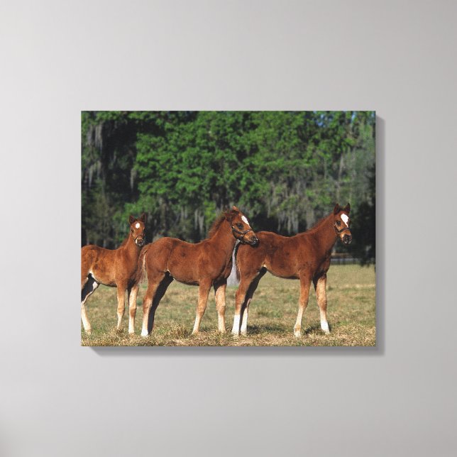 Toile Groupe des poulains de Thoroughbred (Recto)