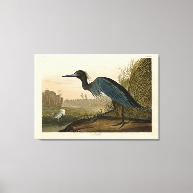 Toile Grue bleue, Heron, d'Audubon's Birds of America (Recto)
