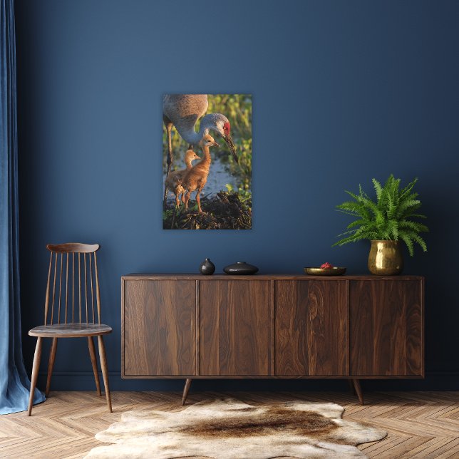 Toile Grue de Sandhill avec poussins, Floride (Créateur téléchargé)