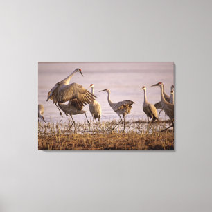 Toile Grues du Canada Grus canadensis) Platte
