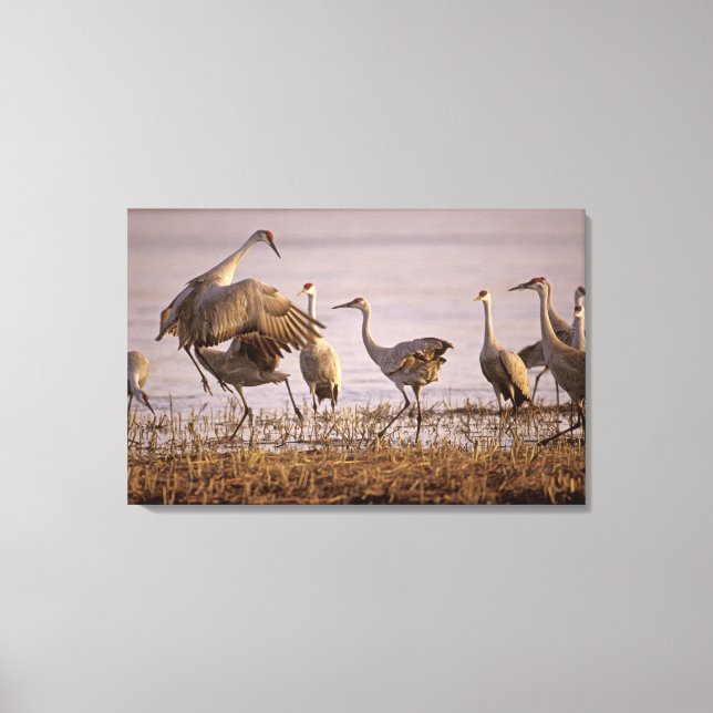 Toile Grues du Canada Grus canadensis) Platte (Recto)