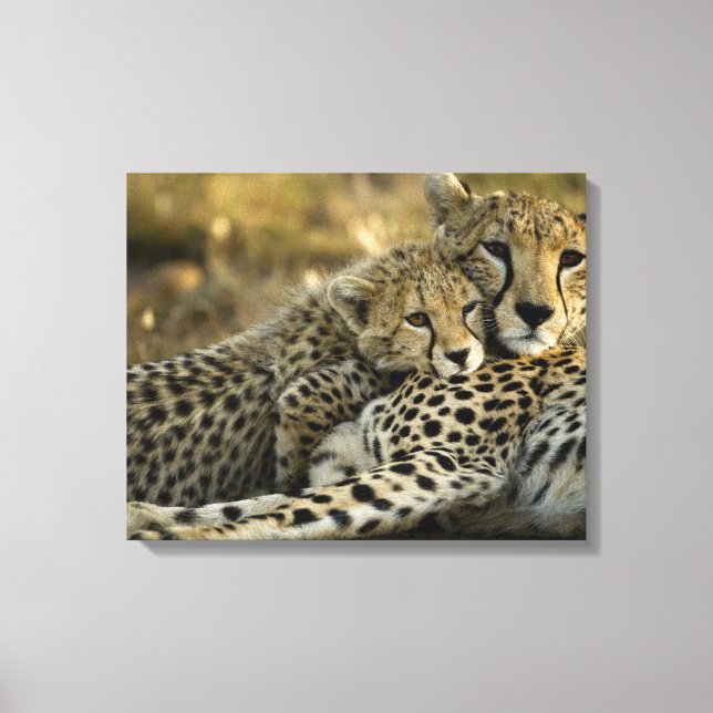 Toile Guépard, Acinonyx jubatus, avec un petit dans le M (Recto)