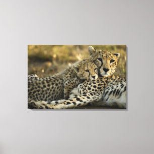 Toile Guépard, Acinonyx jubatus, avec un petit dans le M