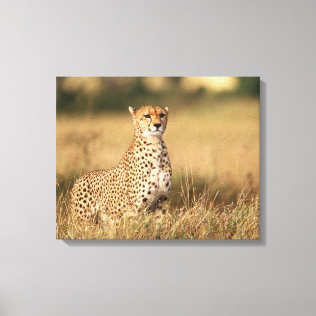 Toile Guépard sur un petit monticule pour une meilleure  (Recto)