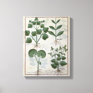 Toile Guimauve et Hastula Regia Asarabacca et
