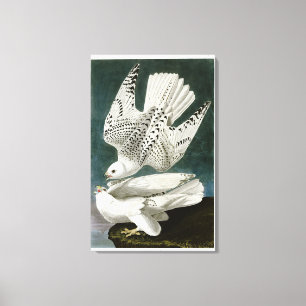 Toile Gyrfalcon Fine Art par John Audubon