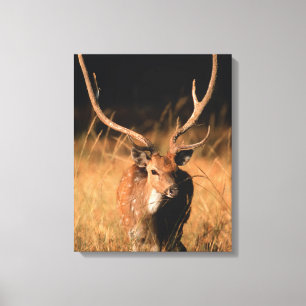 Toile Habitat naturel de l'hôpital Parc national de Ba