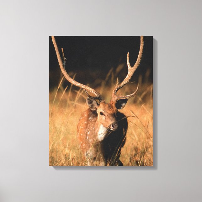 Toile Habitat naturel de l'hôpital | Parc national de Ba (Recto)