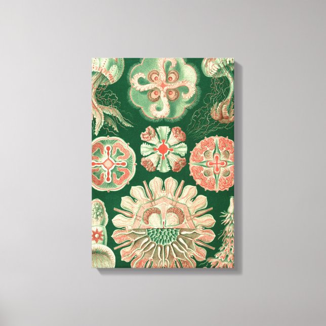 Toile Haeckel Discomedusae (Recto)