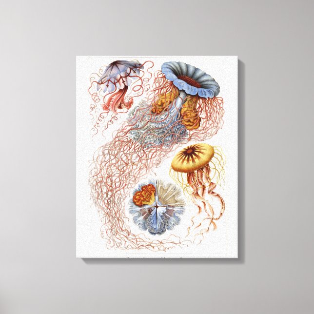 Toile Haeckel Jellyfish, Discomedusa (Recto)