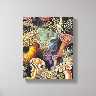 Toile Haeckel Sea Anemone Ocean Life Nature Art Peinture