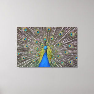 Toile Hawaii Peacock