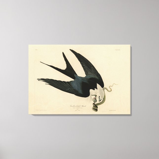 Toile Hawk à queue avale - Audubon's Birds of America (Recto)