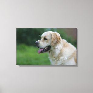 Toile Headshot 2 2 de golden retriever