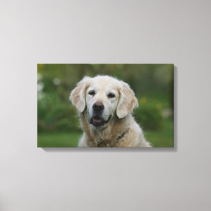 Toile Headshot 2 de golden retriever