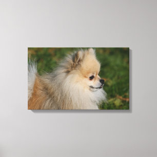 Toile Headshot 2 de Pomeranian