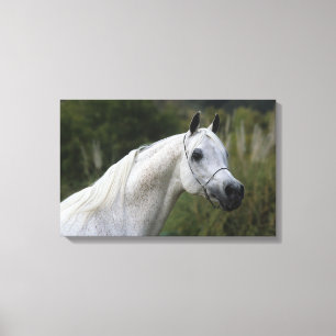 Toile Headshot arabe 1 de cheval