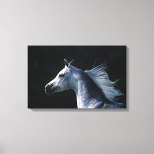 Toile Headshot arabe 2 de cheval