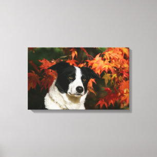 Toile Headshot d'automne de border collie