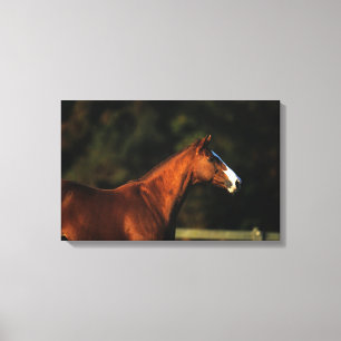 Toile Headshot de cheval de pur sang