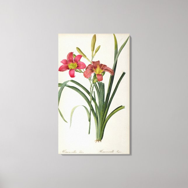 Toile Hemerocallis fulva, de "Les Liliacées", 1805 (Recto)