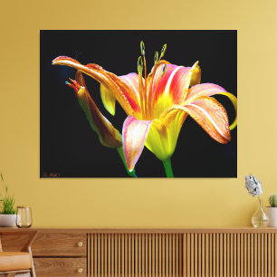 Toile Hemerocallis sauvage lors d'une randonnée matinale