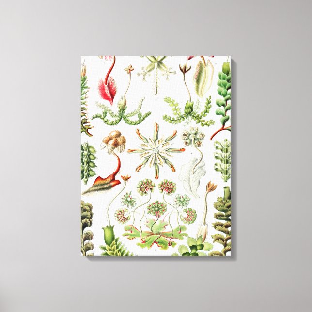 Toile Hepaticae Lebermoose par Ernst Haeckel (Recto)