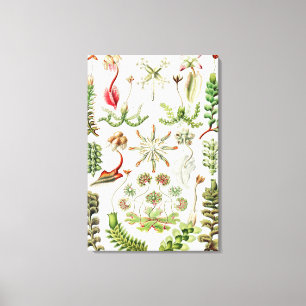 Toile Hepaticae Lebermoose par Ernst Haeckel