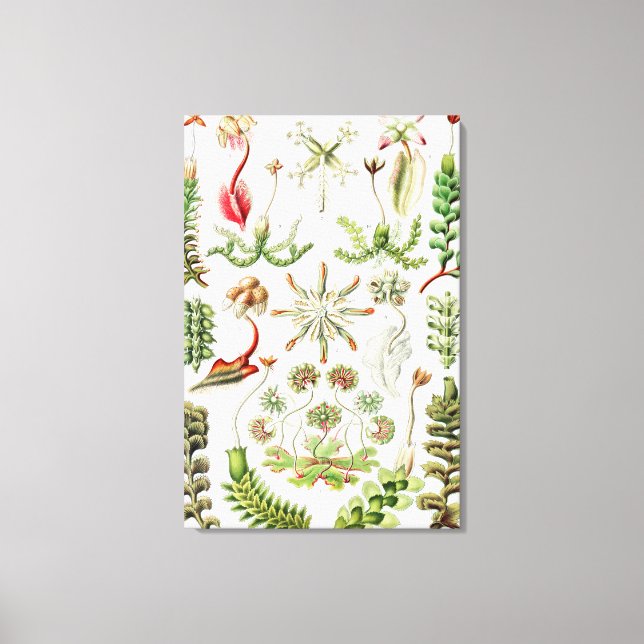 Toile Hepaticae Lebermoose par Ernst Haeckel (Recto)