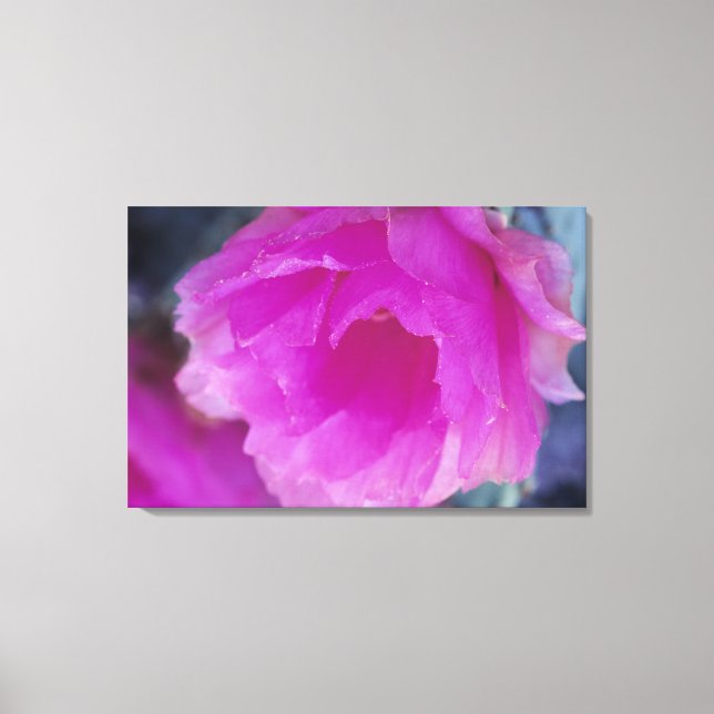 Toile Hérisson rose Fleur de cactus (Echinocereus (Recto)