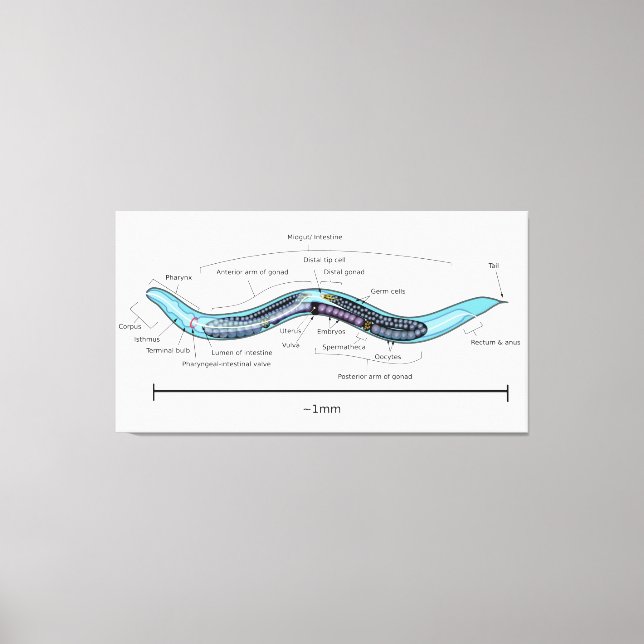 Toile Hermaphrodite nématode Caenorhabditis elegans (Recto)