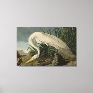 Toile Héron blanc, Grandes aigrettes, Oiseaux d'Amérique