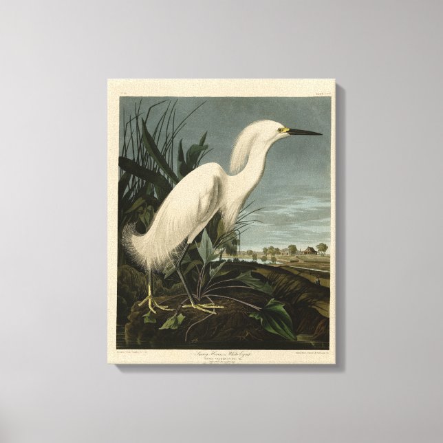 Toile Héron de neige (Egret) - Les oiseaux d'Amérique d' (Recto)